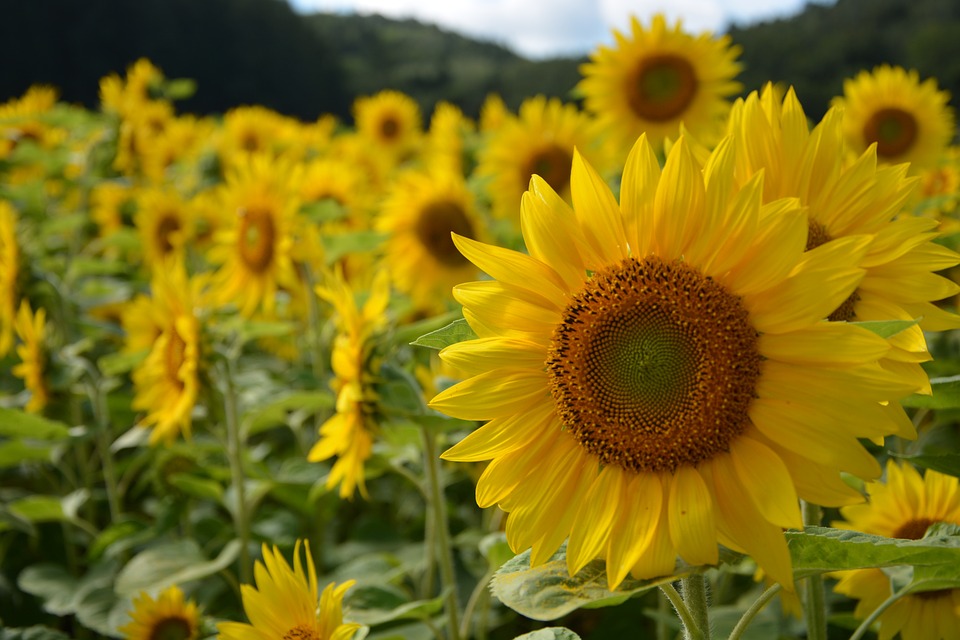 sunflower-891015_960_720